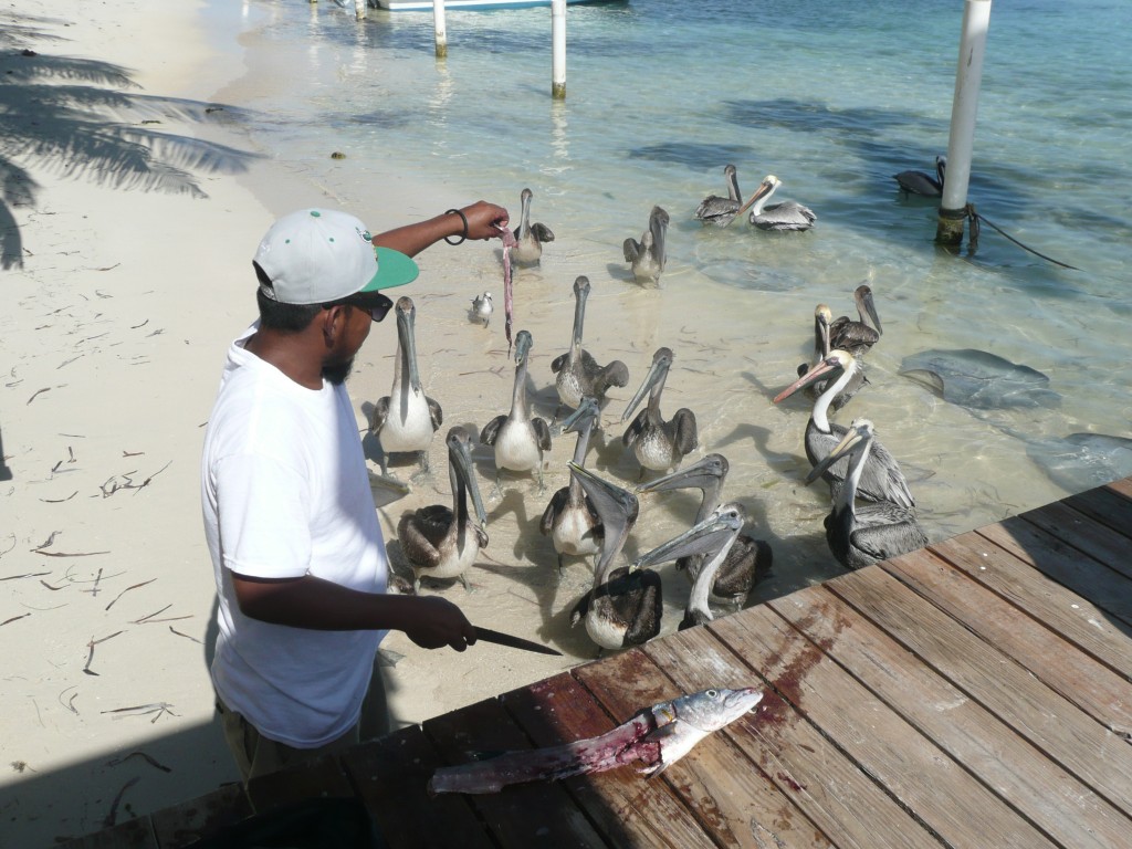 Pelicans in San Pedro