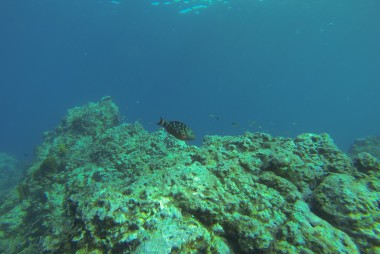 reserve-cousteau-guadeloupe
