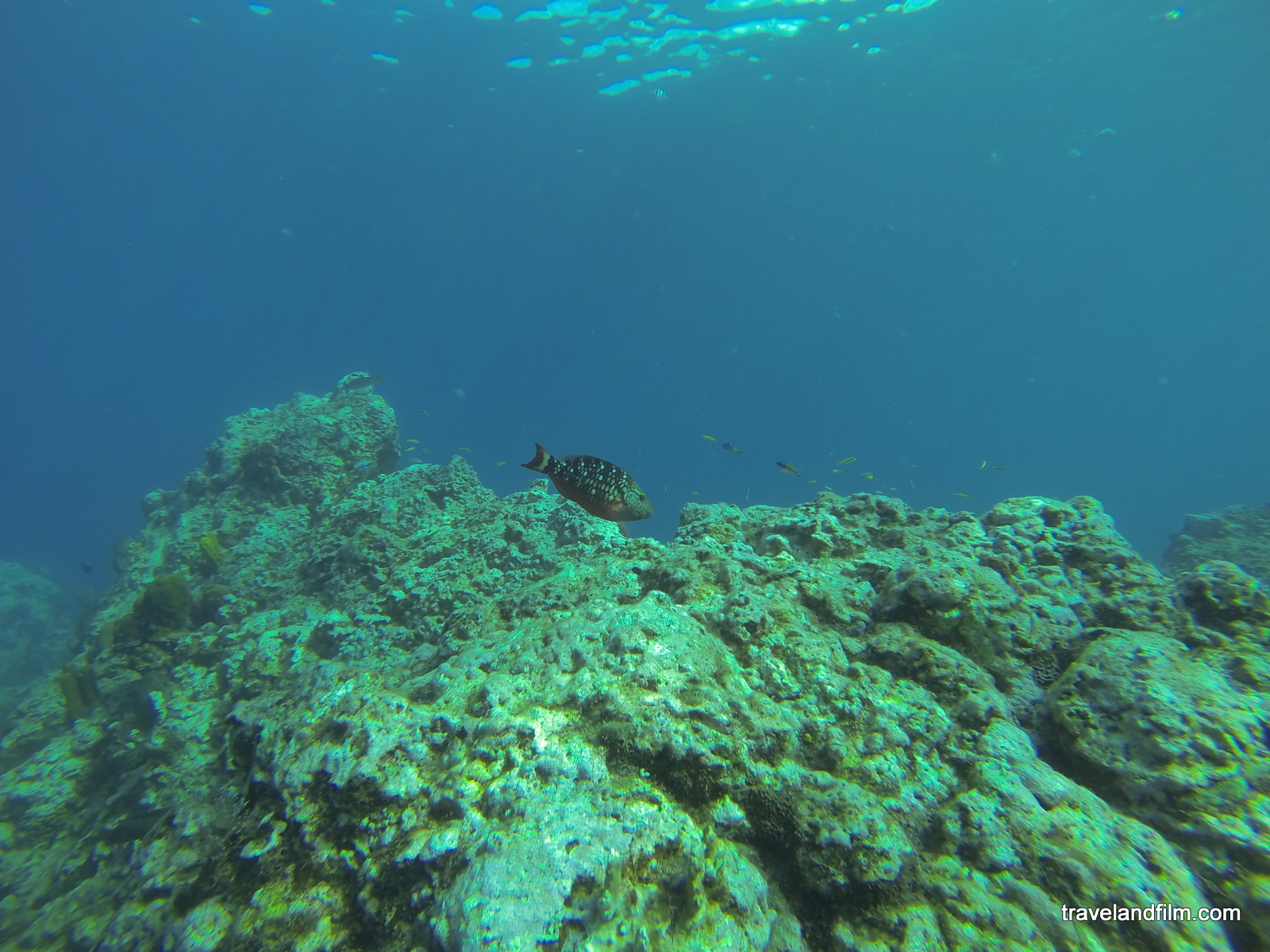 reserve-cousteau-guadeloupe