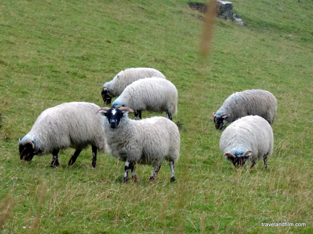 ireland-sheep