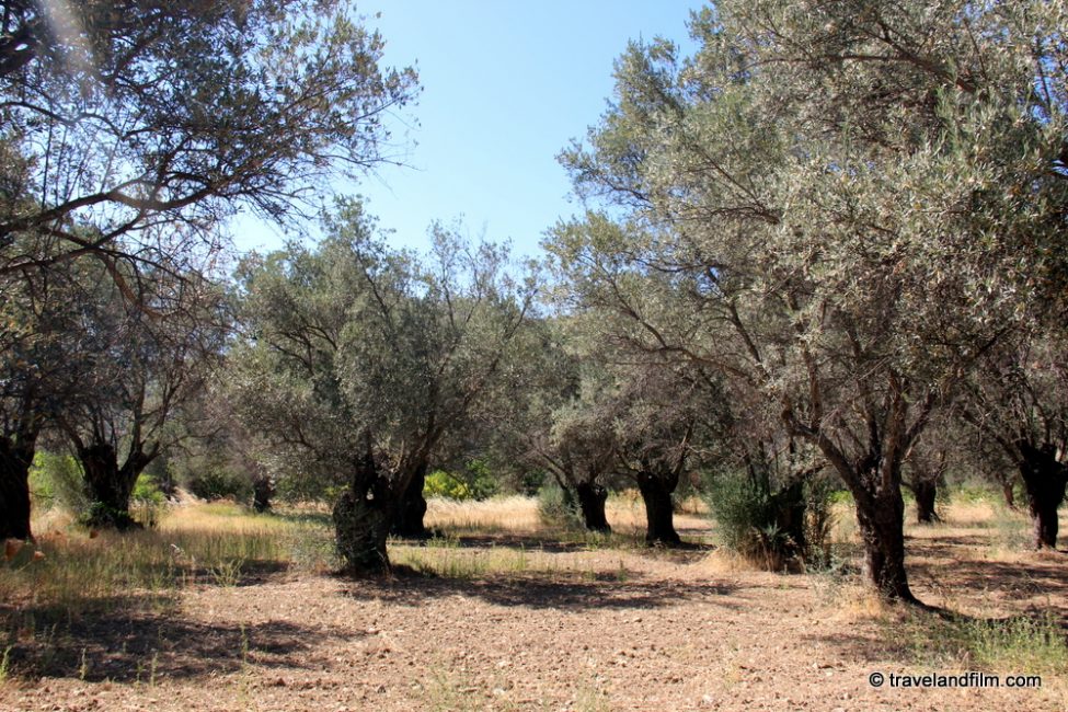 oliviers-grece-naxos