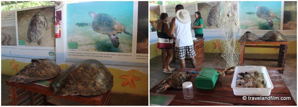 musee-des-tortues-ecoassociados-porto-de-galinhas