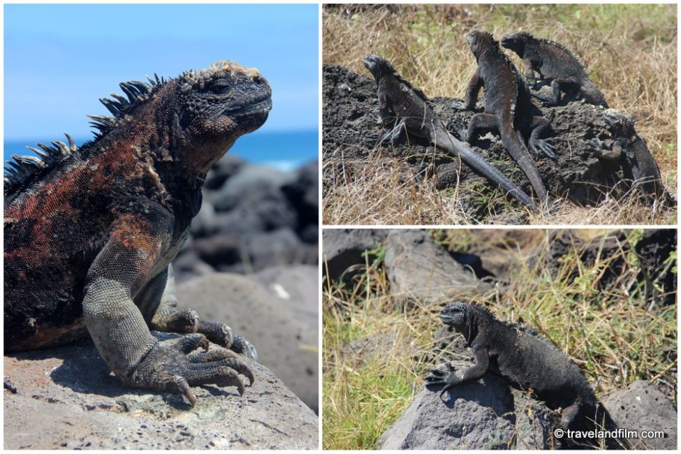 marine-iguanas-san-cristobal-galapagos