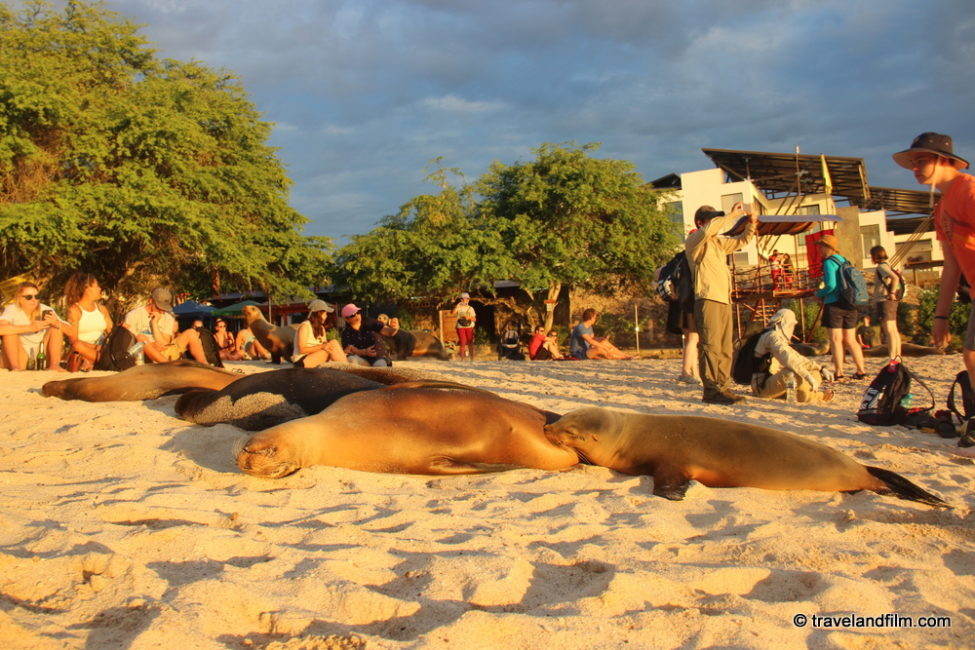 otaries-plage-playa-mann-galapagos