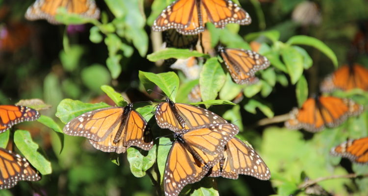 michoacan-mariposa-monarca