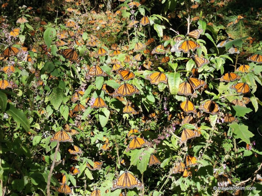 papillons-monarques-el-rosario-michoacan
