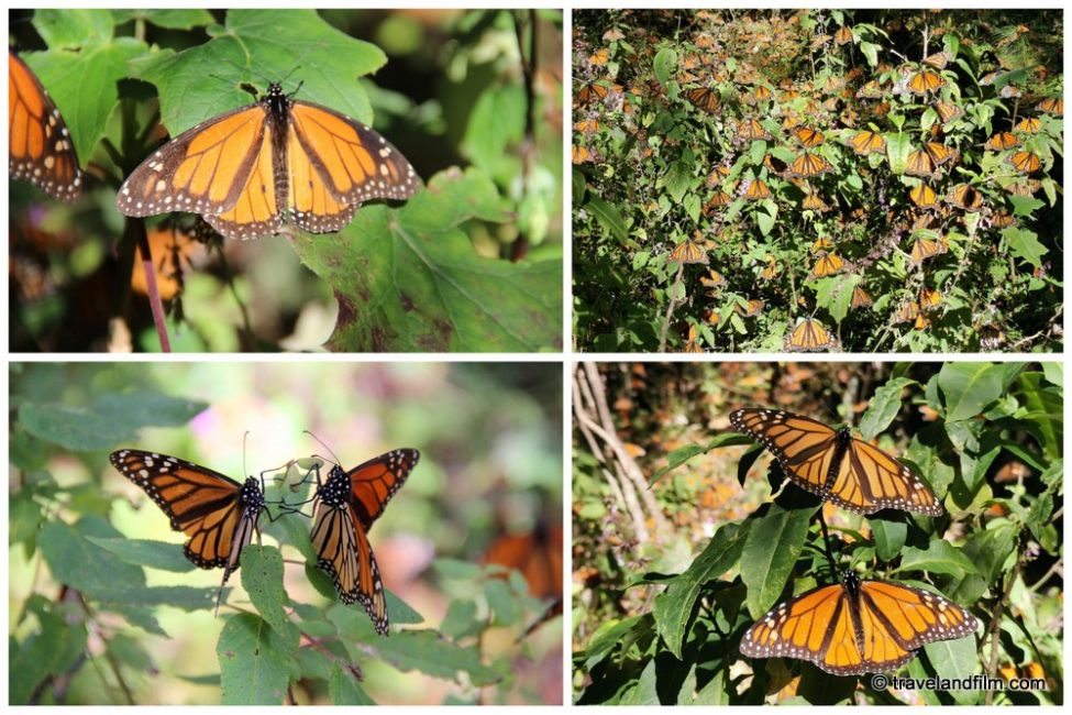 papillons-monarques-michoacan