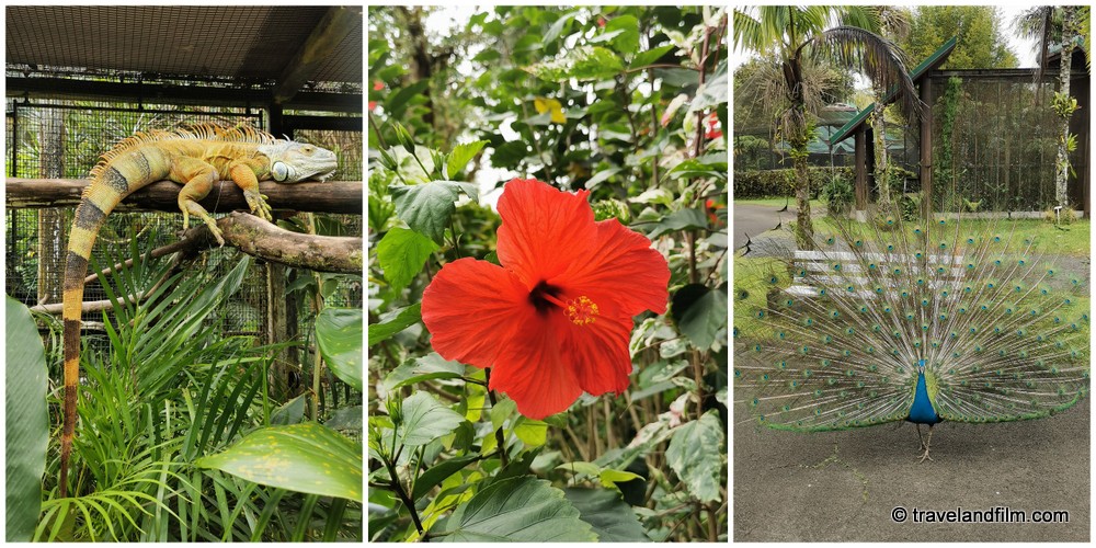 big-island-hawaii-panaewa-rainforest-zoo
