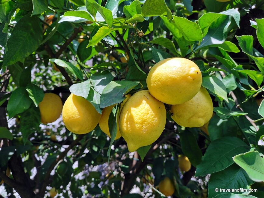 limone-citrons-italie