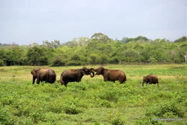 parc-national-udawalawe-elephants