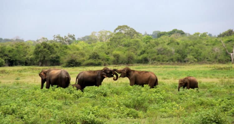 parc-national-udawalawe-elephants