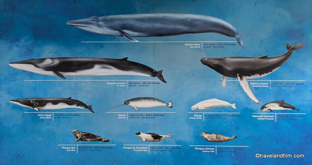 baleines-parc-marin-quebec