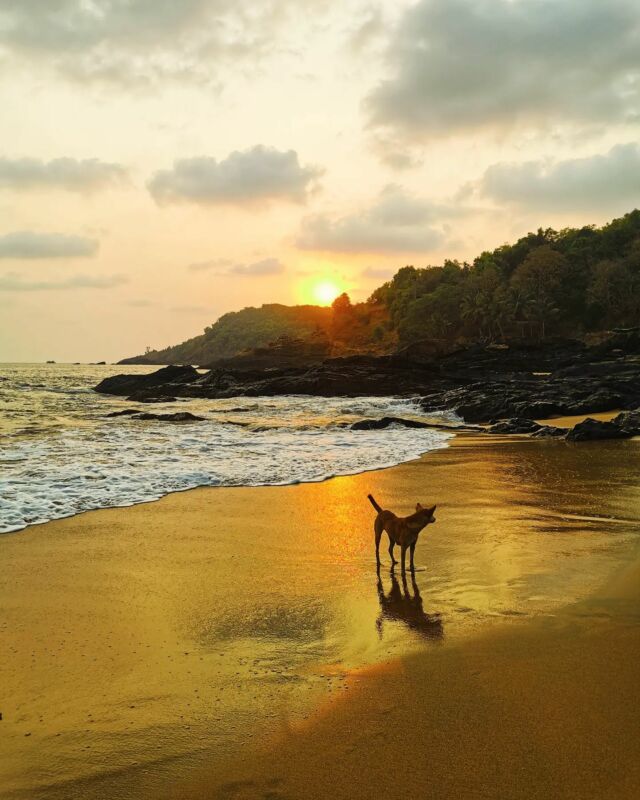 Sunset with dogs from paradise beach in Gokarna.