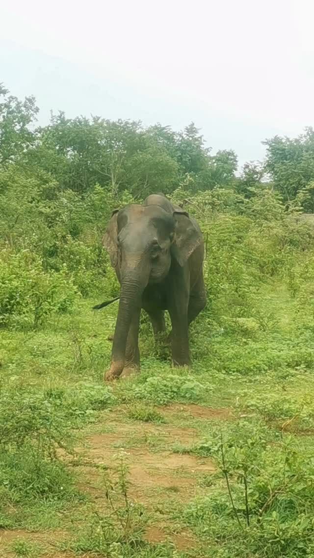 Rencontre avec des éléphants au Sri Lanka. Safari au parc national Udawalawe.
.
.
.
.
.
.
.
.
.
.
.
.
.
#slbloggers #destinationsrilanka #youwillcomebackformore #youllcomebackformore  #visitsrilanka